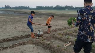 তামাক খেত এবং চাষ পদ্ধতি | Tobacco Field and Cultivation