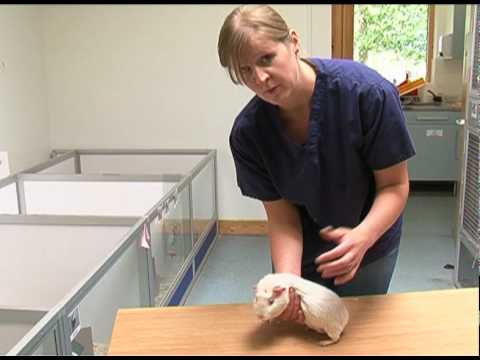 Handling a guinea pig