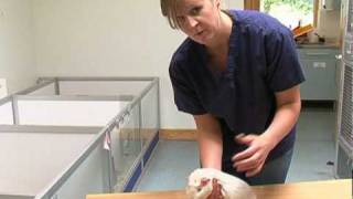 Handling a guinea pig