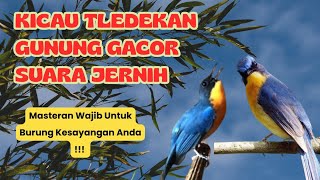Download lagu Masteran Tledekan Gunung Gacor || Suara Jernih || Pancingan Burung Fighter mp3
