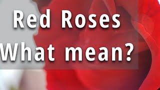 Download lagu Apa Artinya Jika Anda Diberi Hadiah Mawar Merah? mp3