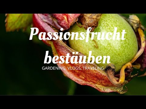 Maracuja von Hand bestäubt - Passiflora edulis x colvillii // 🌻 www.Gartenschlau.com