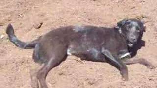 Leo Rollin&#39; in the peat moss