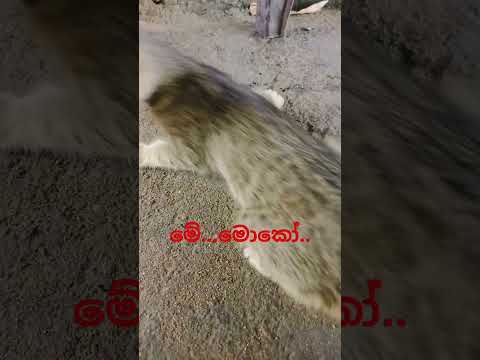 මෙයාට කවුද ගහන්නෙ😱 #best #funny 🐱#cat🎀 #catvideos