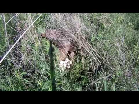 Wild Turkey Nesting, Egg Rotating, Egg Hatching, and Babies Leaving the Nest