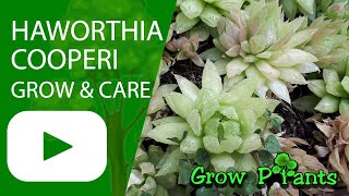Haworthia cooperi - grow & care (Aloe haworthia)