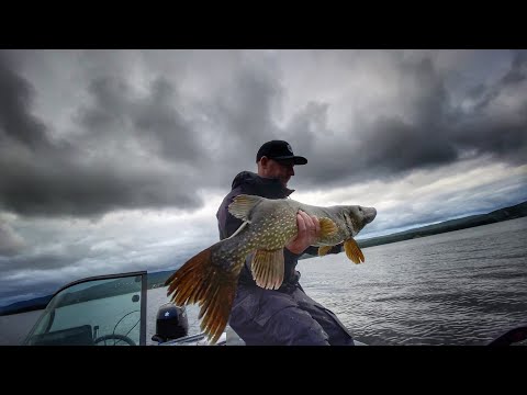 Active Target 🎯 3min and 103cm pike