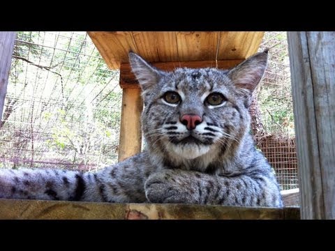 Max the bobcat kitten was at the center of a months-long legal battle that touched off after a Rhode Island vet seized him from someone who bought him from a backyard breeder...it is illegal to have bobcats as pets in Rhode Island. 