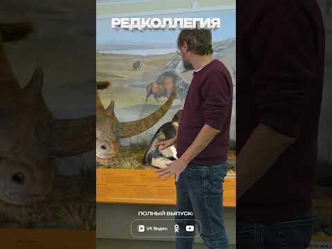 «Я, кстати, поостерегся бы так выкладывать» #редколлегия #забайкалье #интервью