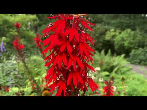 Jenkins Arboretum 8.29.23