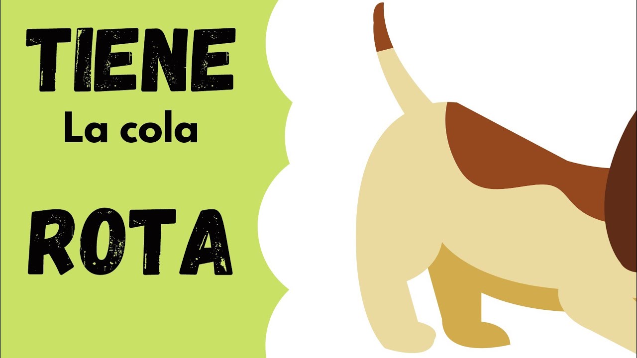 Watch Que hacer si mi perro tiene la cola rota Now Que hacer si mi perro tiene la cola rota