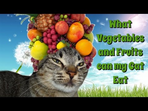 What Fruits and Vegetables can my Cat Eat - YouTube
