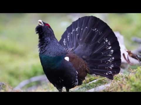 Capercaillie Wines