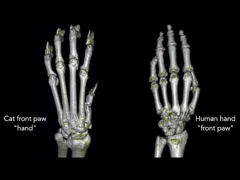 The bones of a cat front paw (manus) versus a human hand