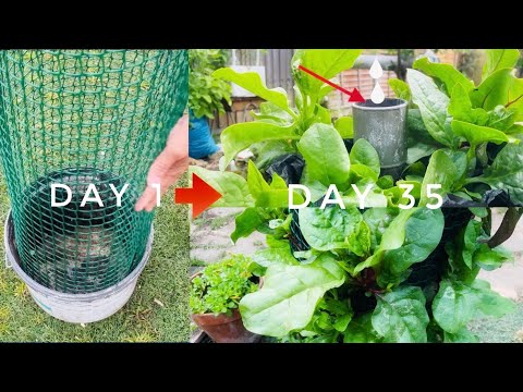 How to Grow vegetables in Paint Bucket with Drip Irrigation System. Result will surprise you!