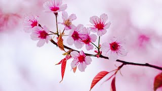 10 Hours of Relaxing Music - Sleep Music, Piano &amp; Guitar Music for Stress Relief, Sleep Music (Lisa)