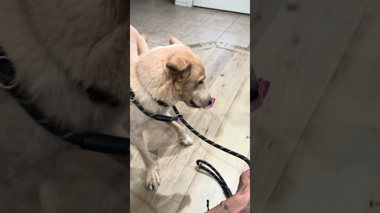 Enlarge Buddy, a Adoptable Labrador Retriever in Aledo, TX video 6/6
