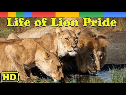 Lion Documentary - Okavango Delta Life of Lion Pride in Kalahari Desert- Nat Geo Wild Documentary HD
