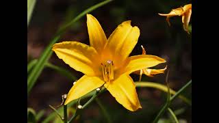 PETRA -- LET OUR VOICES RISE LIKE INCENSE -- WILLIAM LOCKMILLER PHOTOGRAPHY