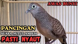 Download lagu pancingan perkutut lokal gacor AMPUH pandai BIKIN semua BURUNG PERKUTUT GACOR RAJIN BUNYI mp3
