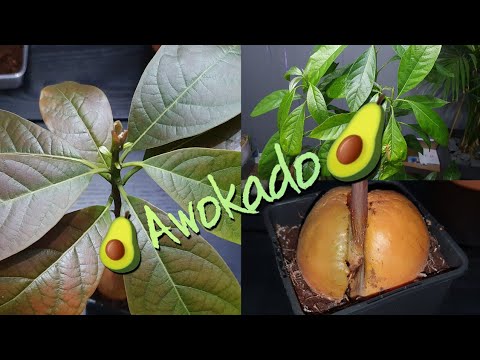 , title : 'Jak z sukcesem uprawiać w domu Awokado #awokado #avocado #uprawa'