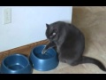 One Cat One Dog One Water Bowl