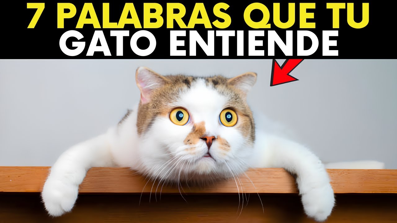 ¡Si Dices Estas 7 Palabras, Tu Gato En Realidad Te Entiende!