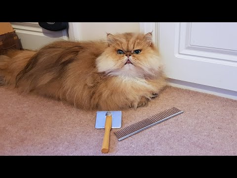 Grooming Persian & Other Longhaired Cats