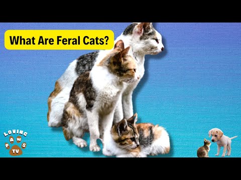 What Are  Feral Cats And What to Do If You Live Near Them?
