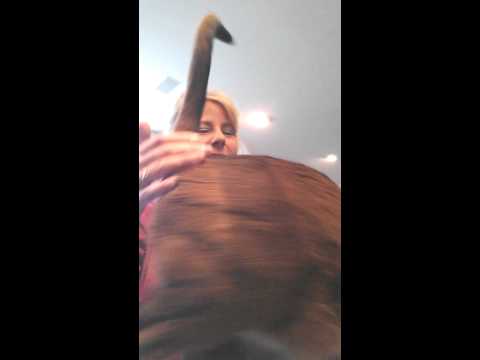Crystal the Pet Nanny. LLC video.