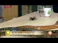 Farliga Djur Nyhetsmorgon Sant Nyhetsmorgon TV4