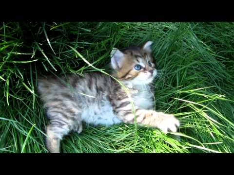 4 week old American Bobtail Kitten