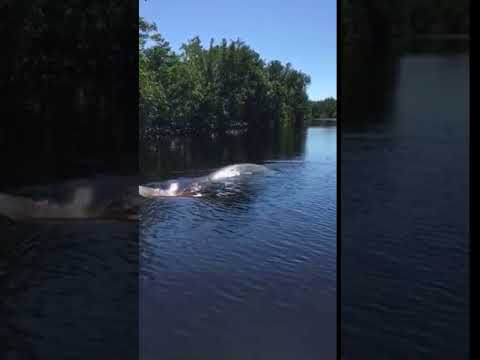 Manatee in the back country