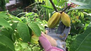 Update on some of my Tropical Fruit Trees.  Houston, Texas zone 9