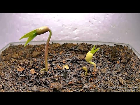Mung Bean Timelapse (Kacang Hijau)