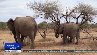 Human-wildlife conflict surges in Botswana as elephants move closer to settlements