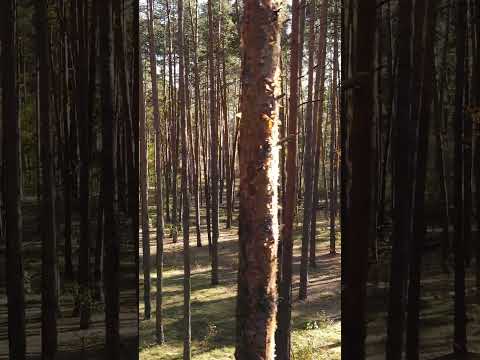 Misty Autumnal Humming +Calming  Singing for Sleep, Relaxation, Meditation