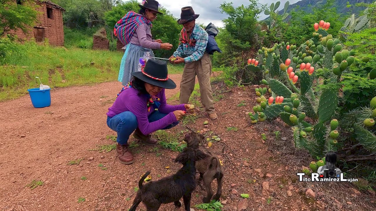 Cosechando las Ricas Tunas que Encontramos en el Monte 😋🇵🇪👇 | Tito Ramirez Luján