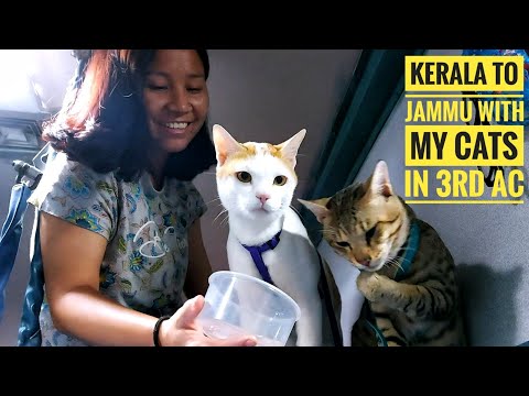 Traveling With My Cats in The Train | Kerala to Jammu | Shifu and Grey | @Kala Yatra