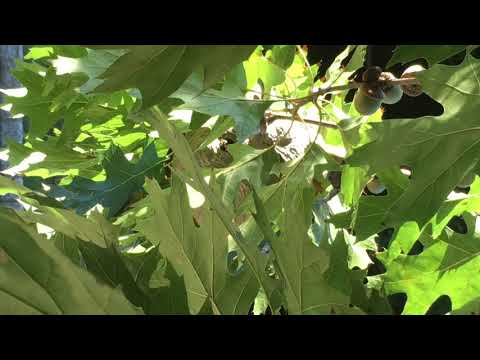 Resident Gets Stung by Bald-Faced Hornets in East Brunswick, NJ