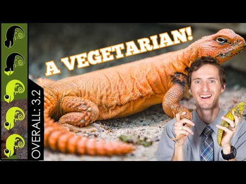 Uromastyx, The Best Pet Lizard?