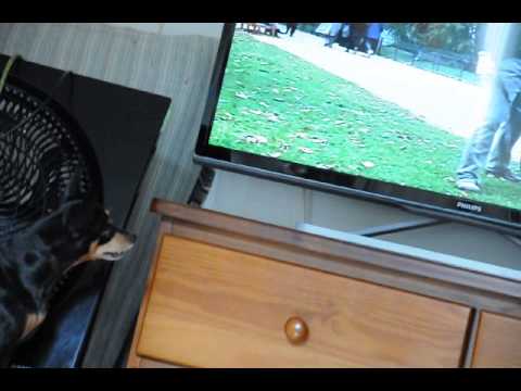 Invasão fail Pinscher Luna