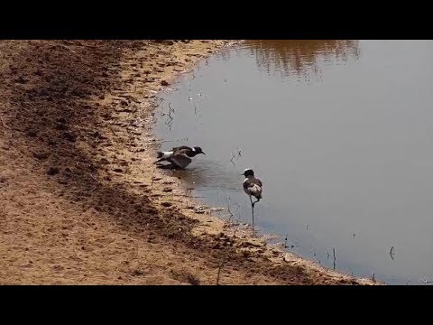Djuma: Blacksmith Lapwing parent and chick at pan - 12:45 - 08/26/19