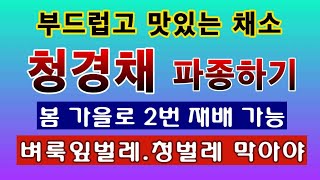 [텃밭농부 1,410]  부드럽고 맛있는 채소 청경채. 씨앗 파종하고 보호 하는 방법. #청경채재배