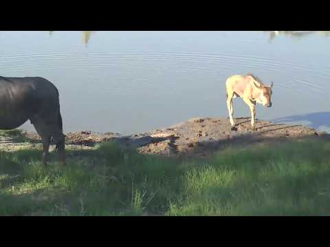 Djuma: Wildebeest herd gets a drink at the pan - 16:49 - 01/21/19