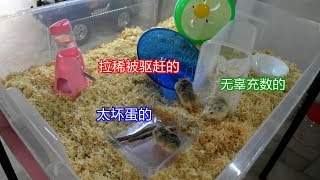 Download lagu [日常] 重新合养之前住大笼里的'问题'仓鼠。 mp3