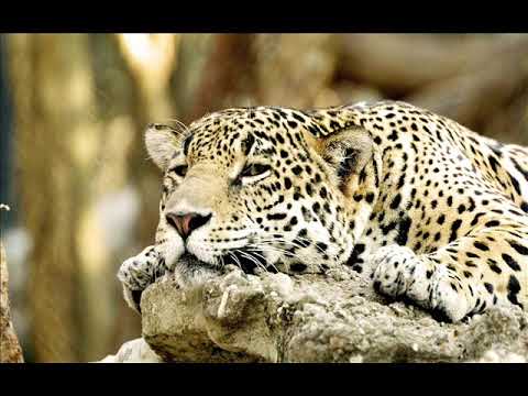 KALI // XINOX XPHNTSM 150BM 2019 BOLIVIAN DARK PSY