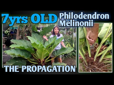 Part 1 | 7 years old Giant Philodendron Melinonii propagation step by step