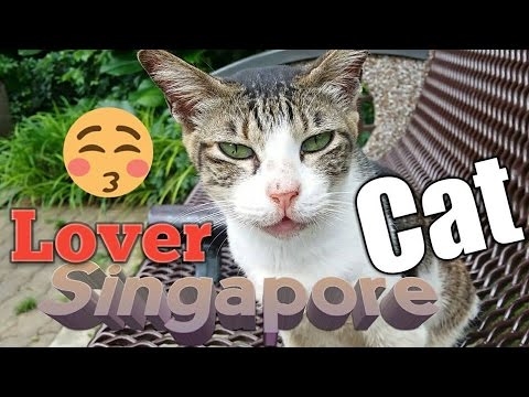 Singapore Lover Cat Do You Love Meow cats for love