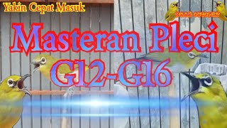 Download lagu Masteran Pleci G12-G16 Tembakan Rapat, Jamin Pasti Cepat Masuk Dan Nembak Pleci Nya mp3